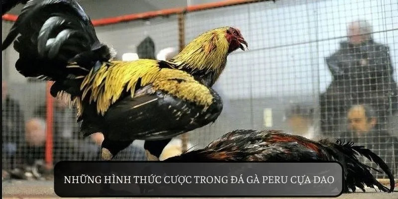Có thể đặt cược vào nhiều cửa tại đá gà peru cựa dao