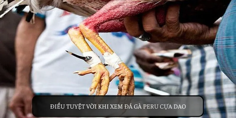 Sức hút khó cưỡng từ chiến kê đá gà peru cựa dao