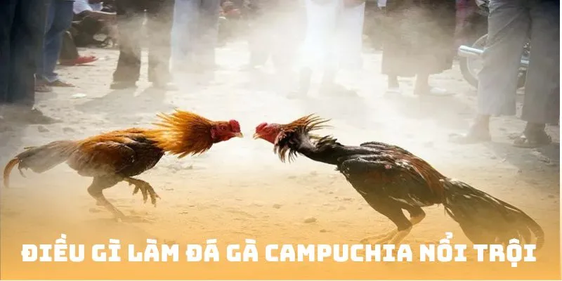 Điều gì làm đá gà campuchia nổi trội