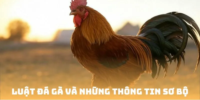 Luật đá gà và những thông tin sơ bộ